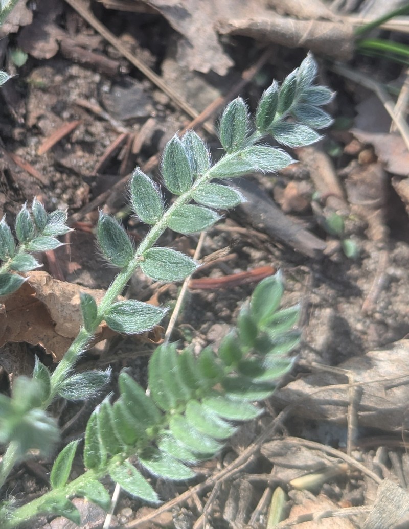 Yellowflower Locoweed photo 3