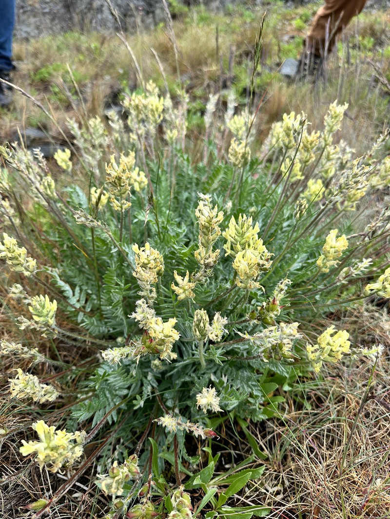 Yellowflower Locoweed photo 4
