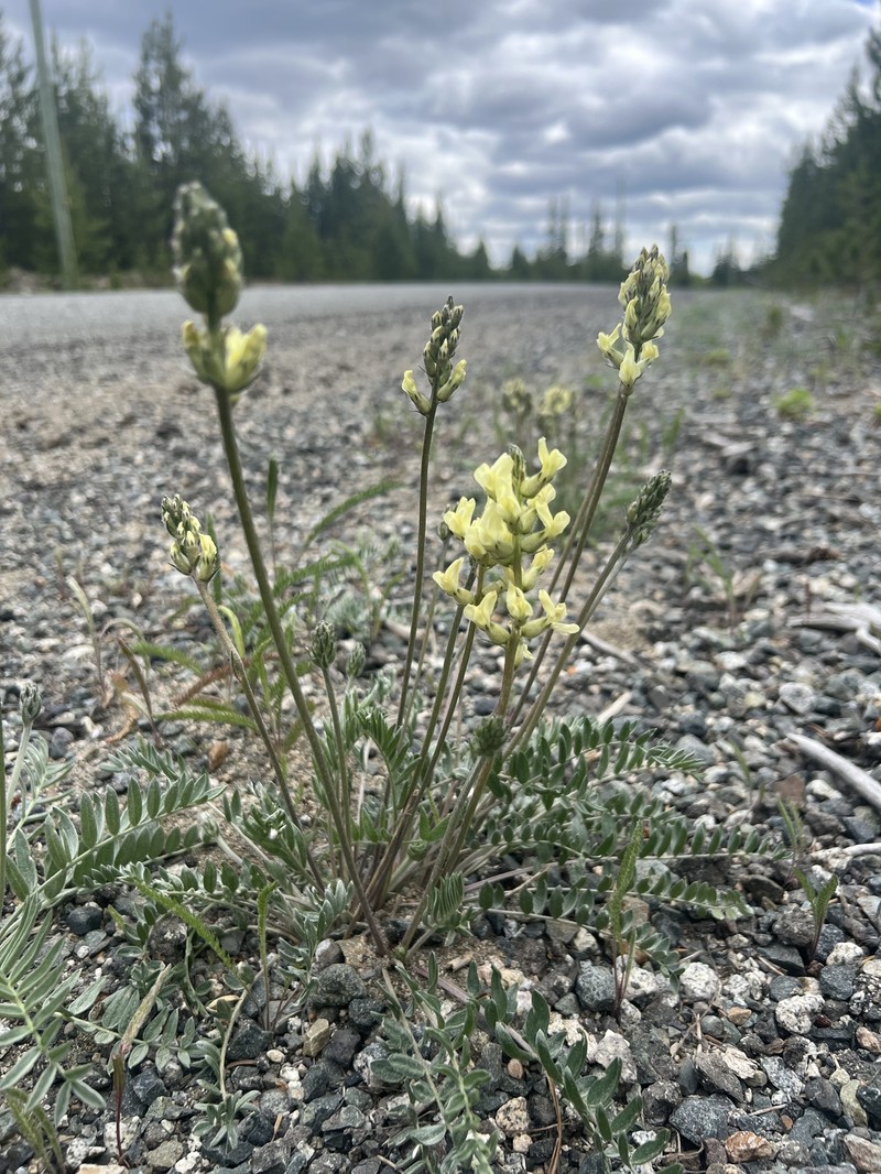 Yellowflower Locoweed photo 5