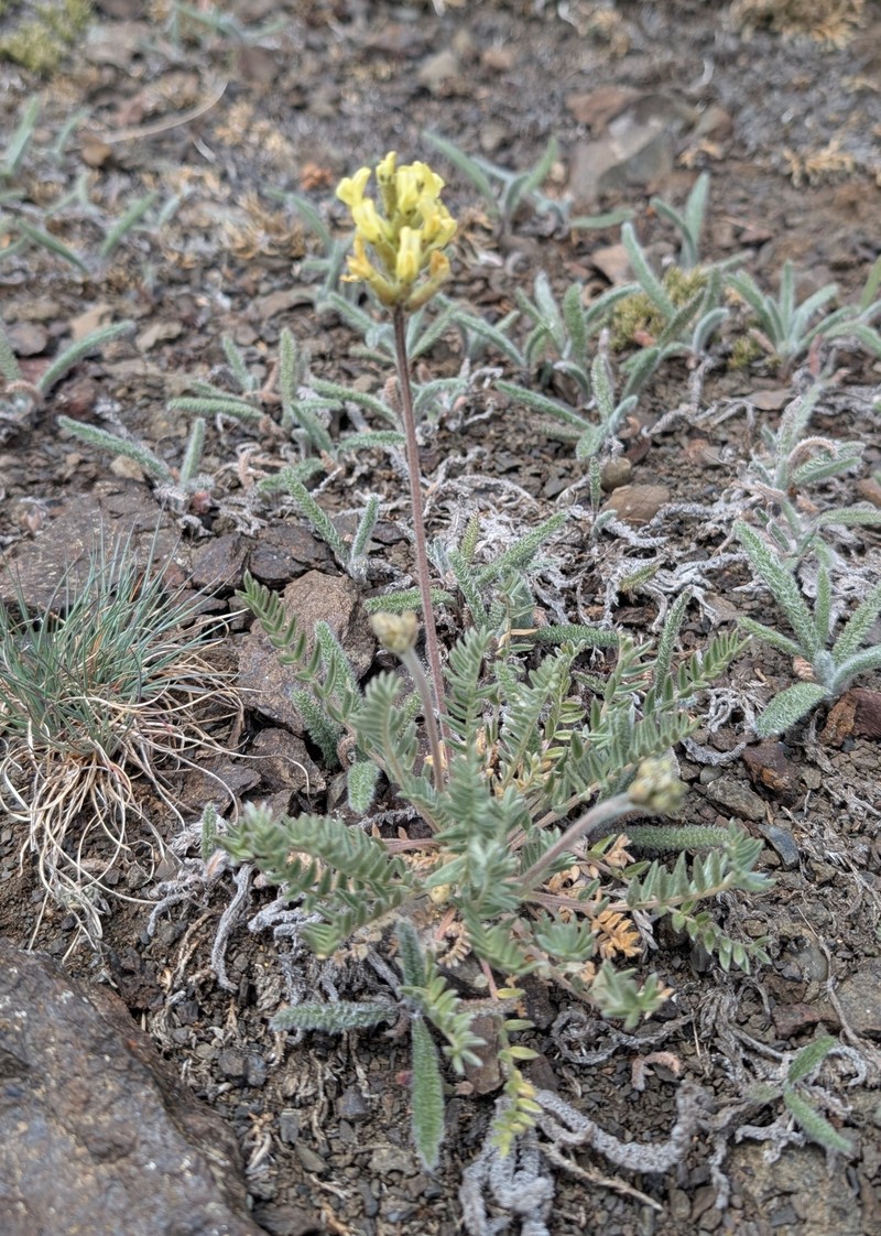 Yellowflower Locoweed photo 6