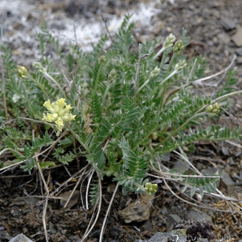 Yellowflower Locoweed photo 7