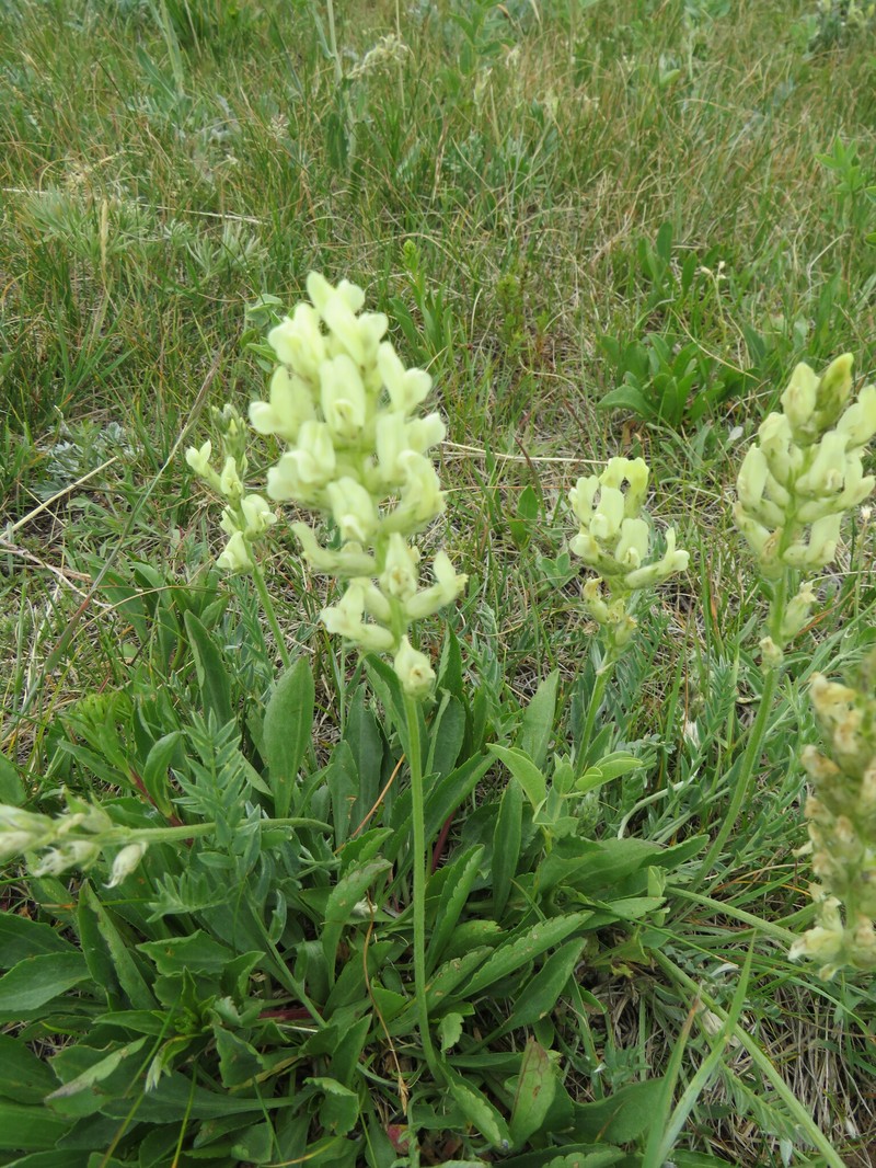 Yellowflower Locoweed photo 8