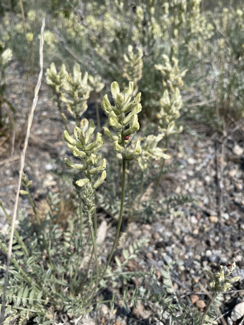 Oxytropis campestris var. varians
