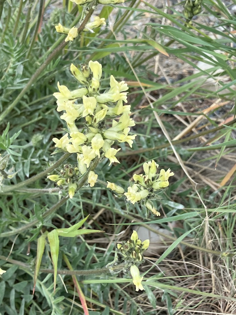 Oxytropis campestris var. varians photo 2