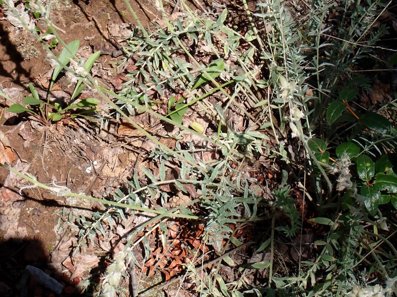 Oxytropis campestris var. varians photo 3