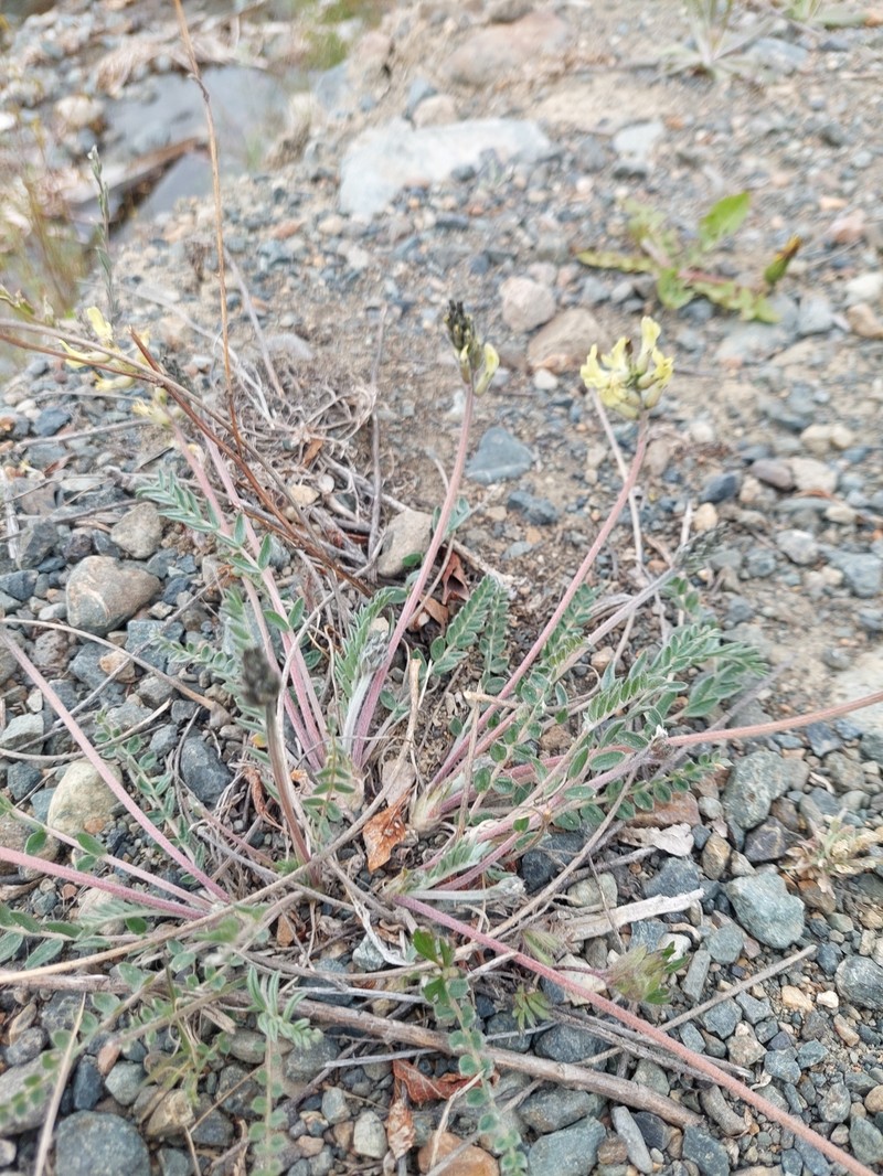 Oxytropis campestris var. varians photo 5