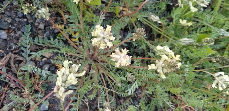 Oxytropis campestris var. varians photo 6