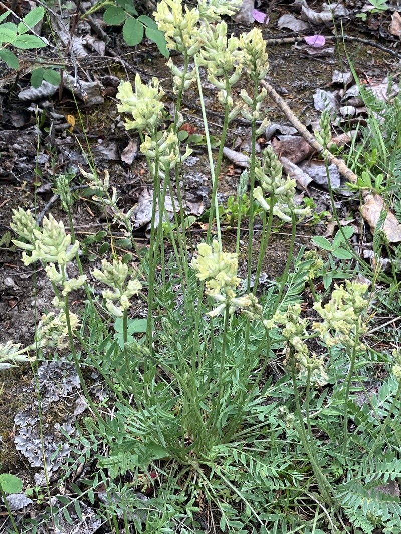 Oxytropis campestris var. varians photo 7