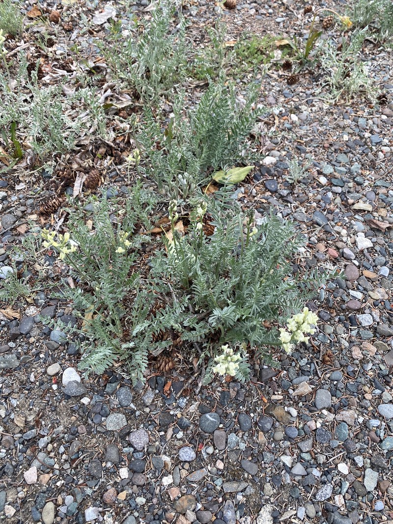 Oxytropis campestris var. varians photo 8