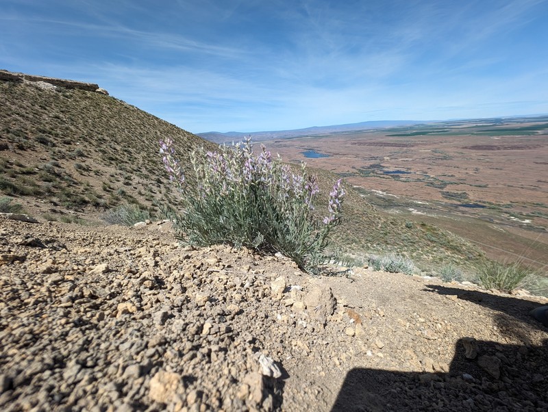 Oxytropis campestris var. wanapum photo 2