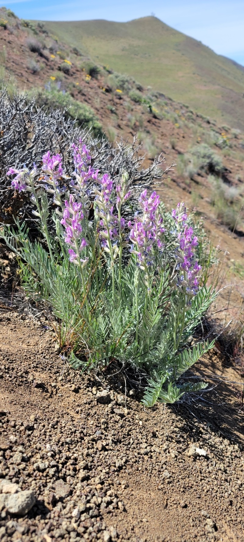 Oxytropis campestris var. wanapum photo 3