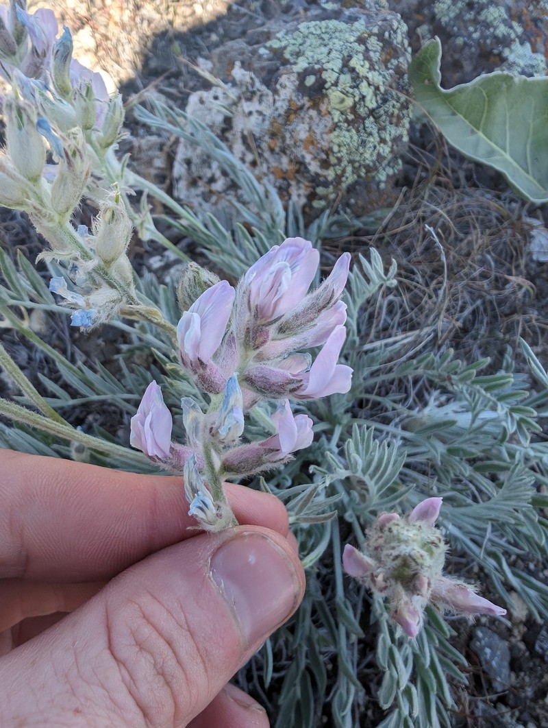 Oxytropis campestris var. wanapum photo 4