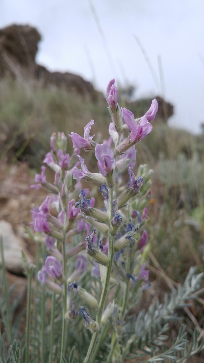 Oxytropis campestris var. wanapum photo 5