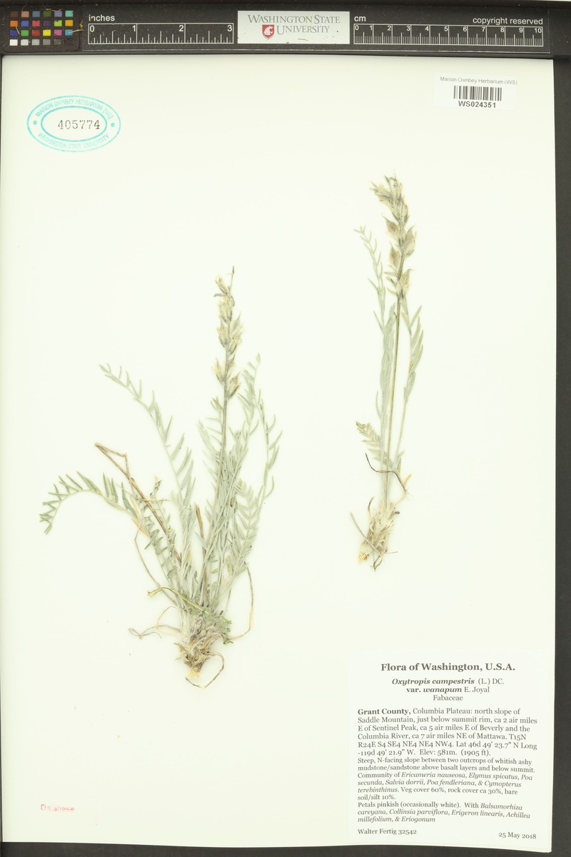 Oxytropis campestris var. wanapum photo 6