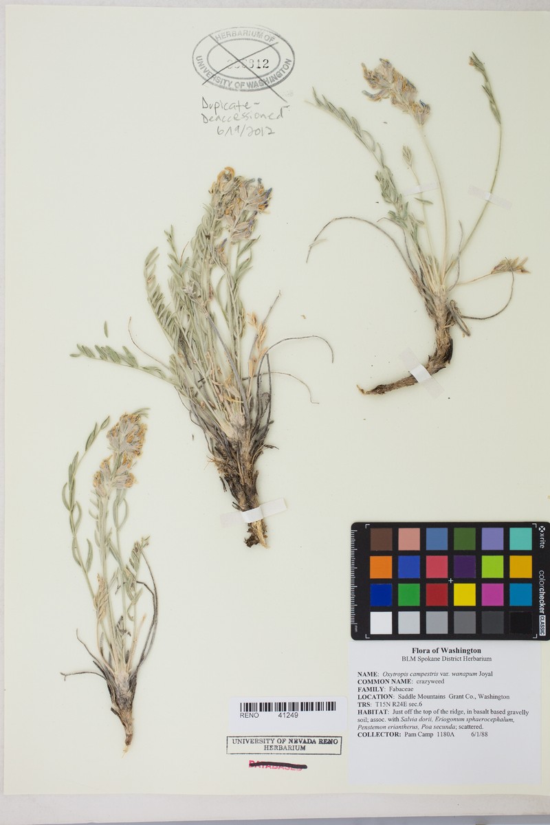 Oxytropis campestris var. wanapum photo 7