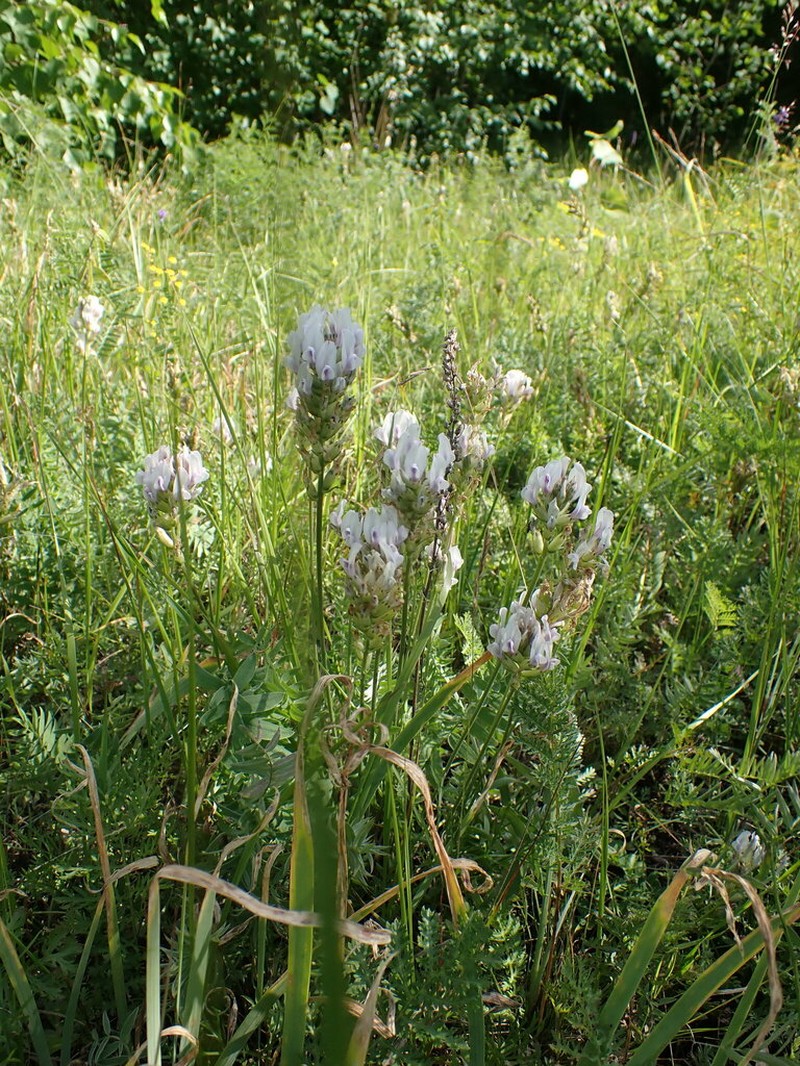 Oxytropis candicans