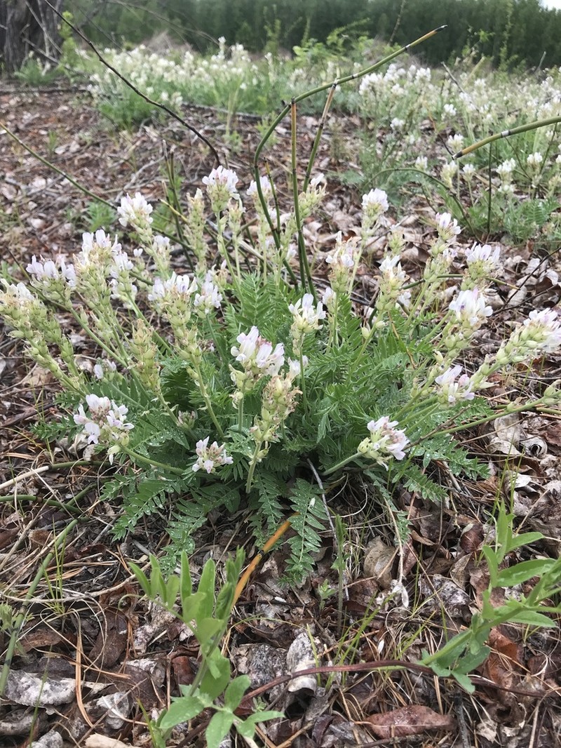 Oxytropis candicans photo 2