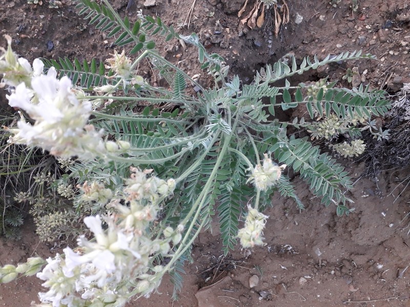 Oxytropis candicans photo 3