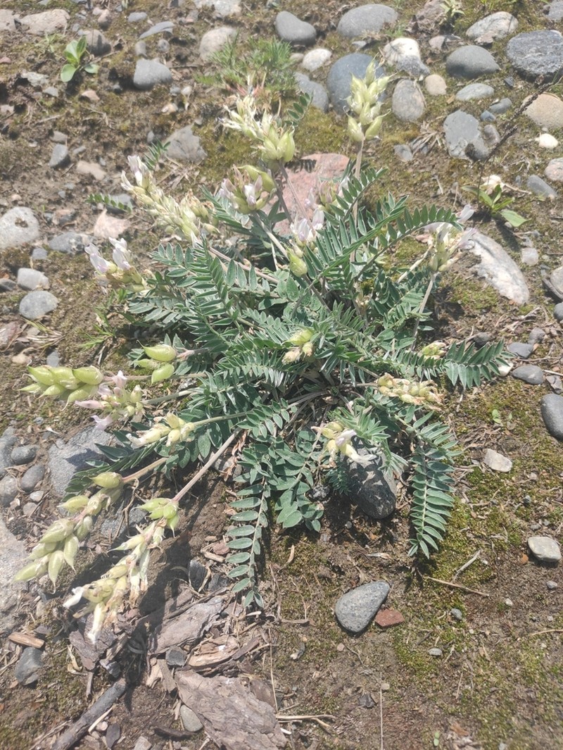 Oxytropis candicans photo 4