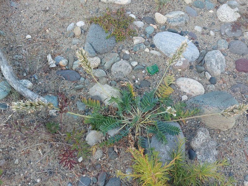 Oxytropis candicans photo 5