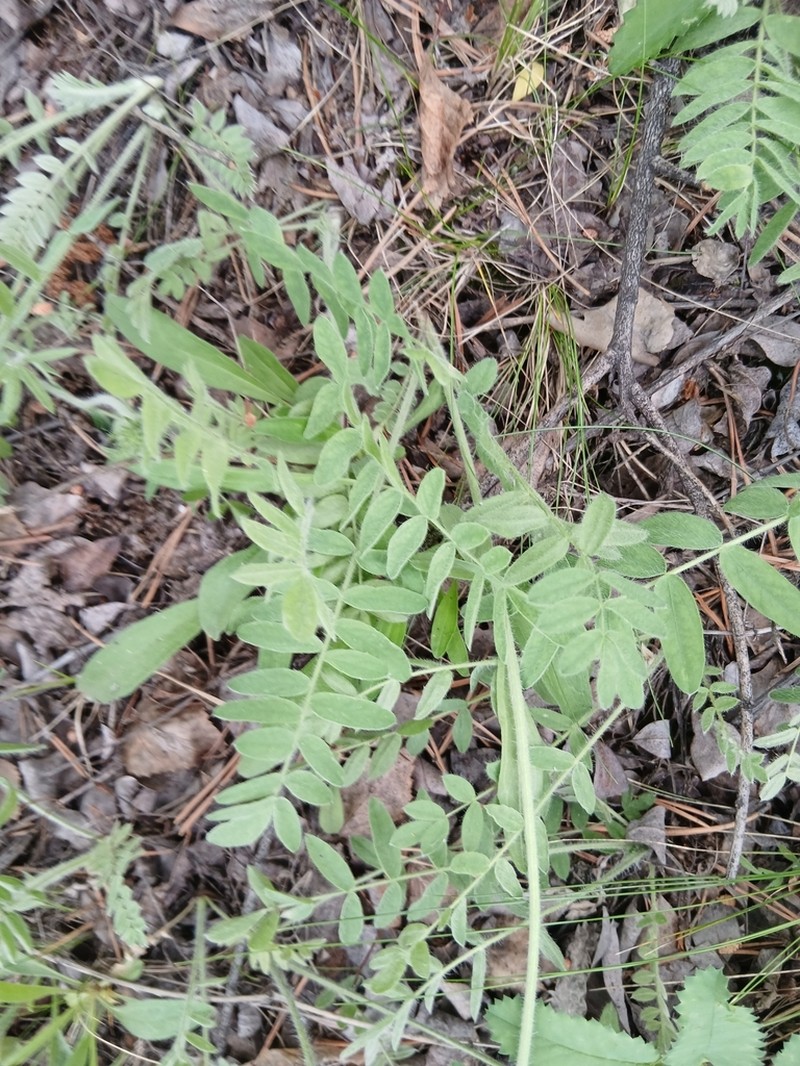 Oxytropis candicans photo 6