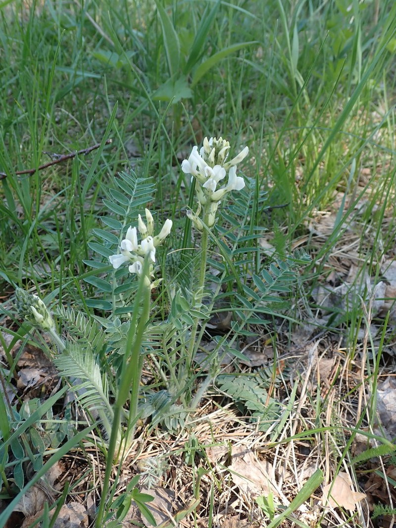Oxytropis candicans photo 7