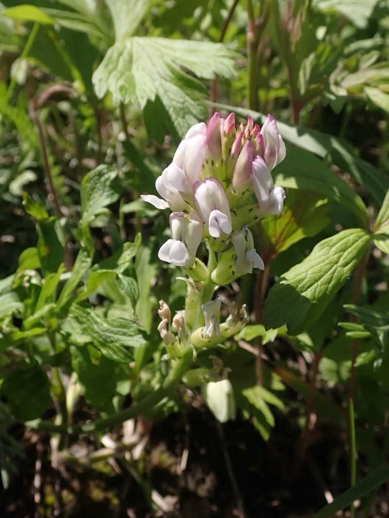 Oxytropis candicans photo 8