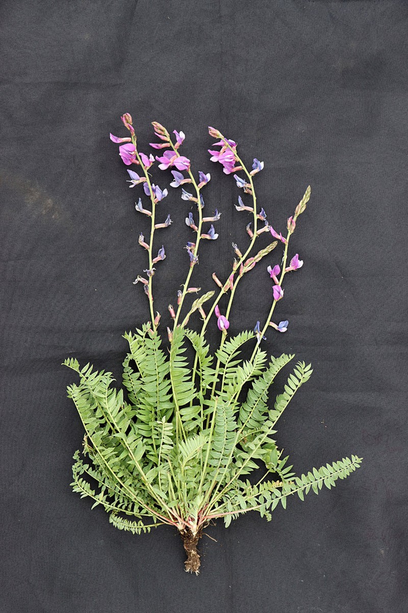 Oxytropis capusii photo 2