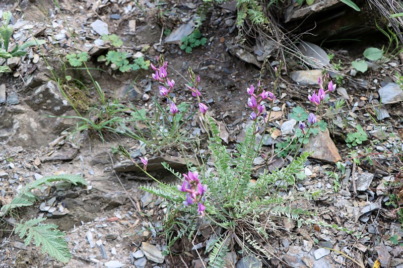 Oxytropis capusii photo 3