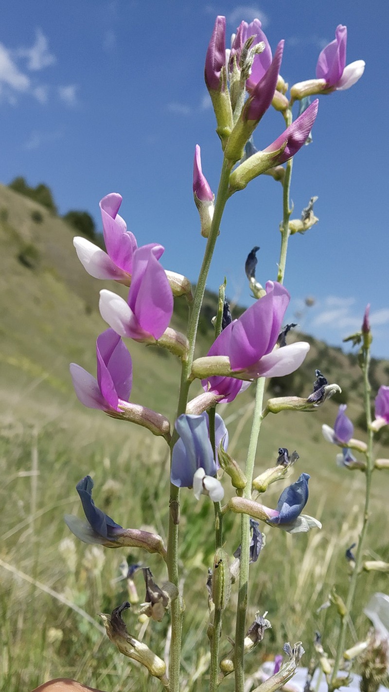 Oxytropis capusii photo 4