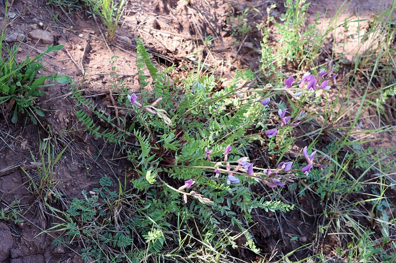 Oxytropis capusii photo 5