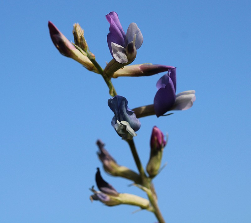 Oxytropis capusii photo 6
