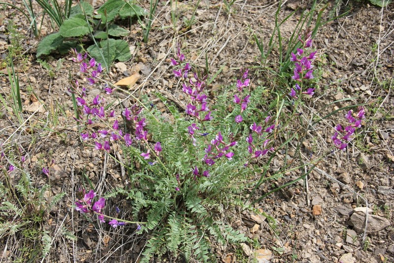 Oxytropis capusii photo 7