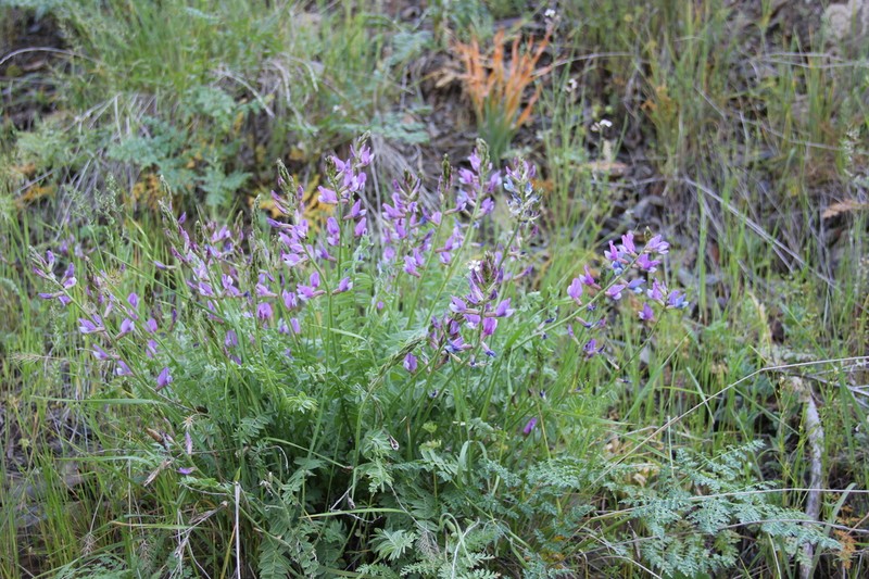 Oxytropis capusii photo 8