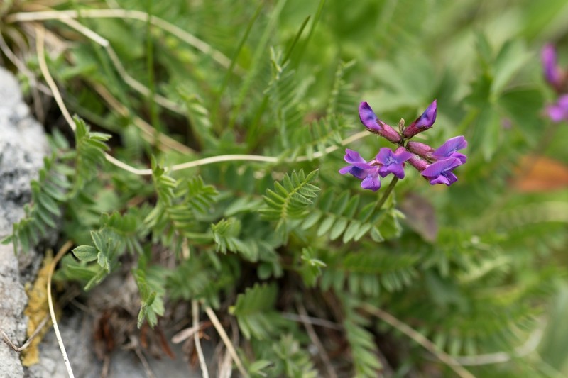 Oxytropis carpatica