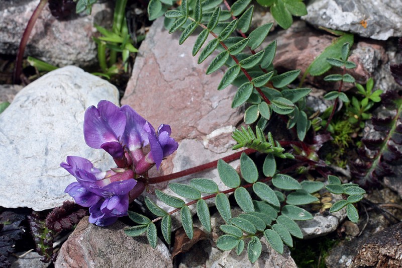 Oxytropis carpatica photo 2