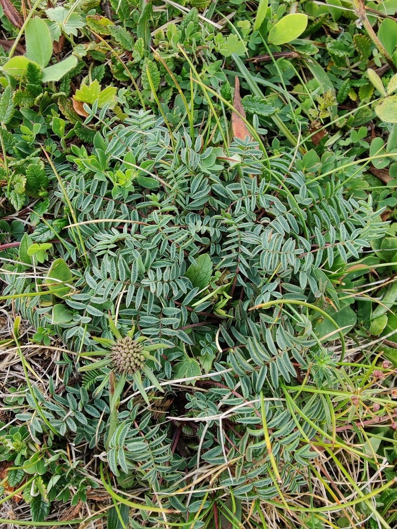 Oxytropis carpatica photo 3