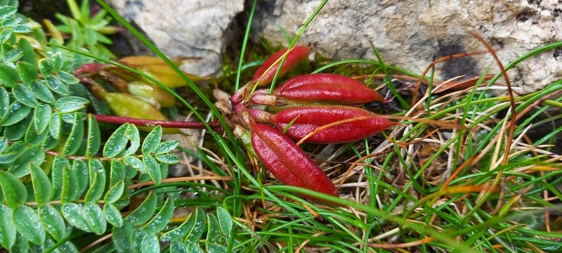 Oxytropis carpatica photo 4