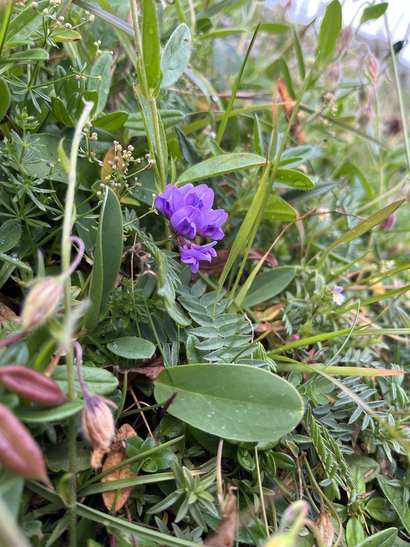 Oxytropis carpatica photo 5