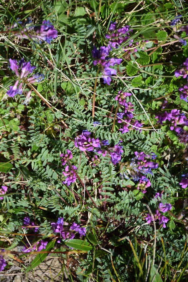 Oxytropis carpatica photo 6