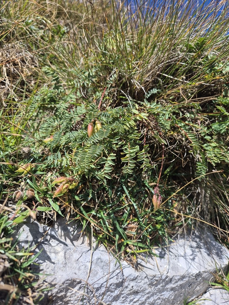 Oxytropis carpatica photo 7
