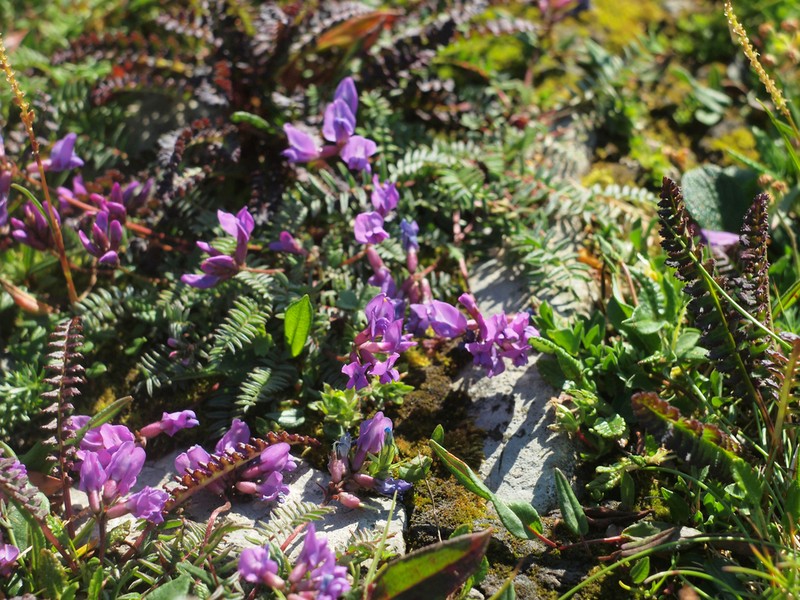 Oxytropis carpatica photo 8