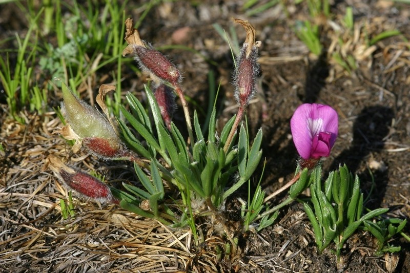 Oxytropis chakassiensis photo 2
