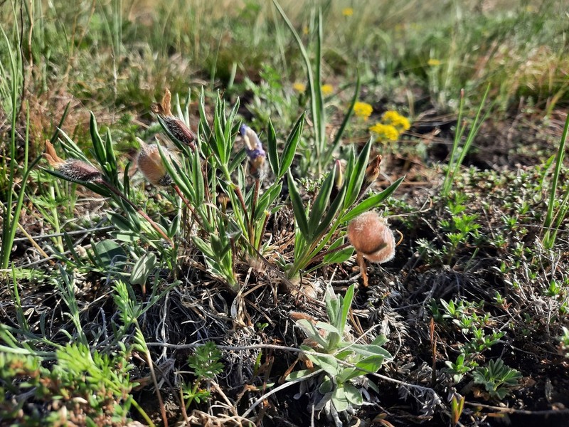 Oxytropis chakassiensis photo 3