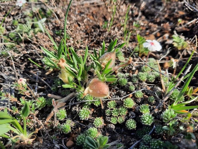 Oxytropis chakassiensis photo 4