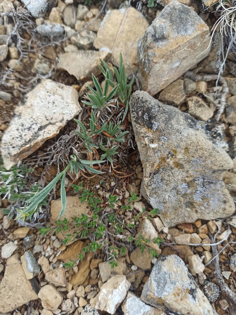 Oxytropis chakassiensis photo 5