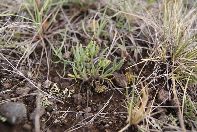 Oxytropis chakassiensis photo 6