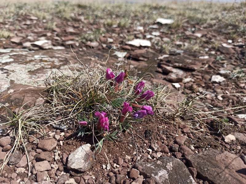 Oxytropis chakassiensis photo 8