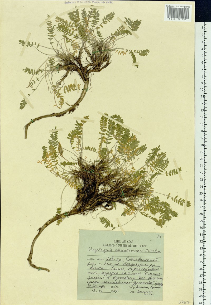 Oxytropis charkeviczii