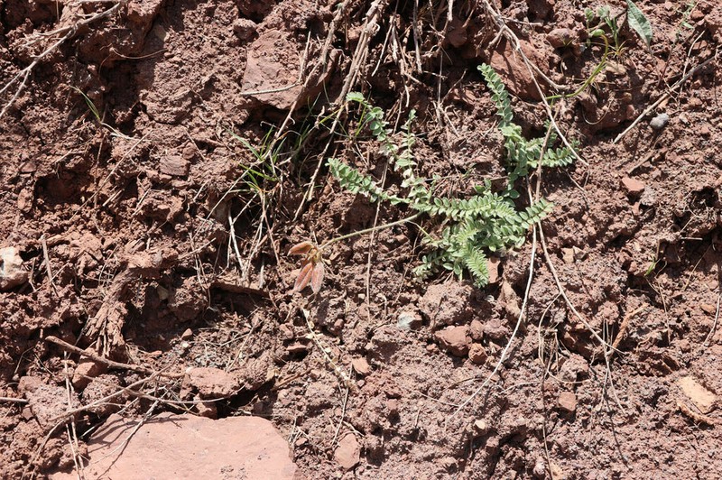Oxytropis chesneyoides